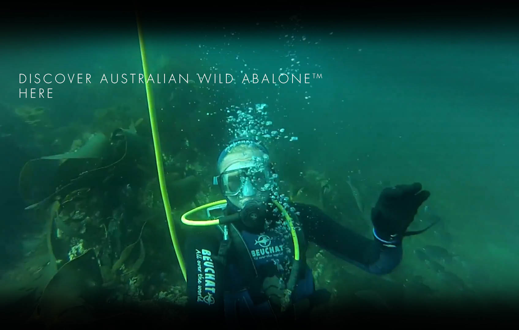 Australian Wild Abalone Video